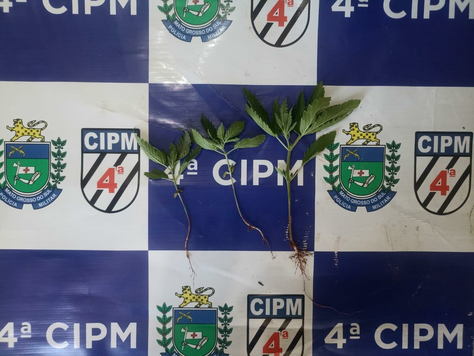 Imagem de compartilhamento para o artigo Homem é preso por violência doméstica e cultivo de drogas em Chapadão do Sul da MS Todo dia